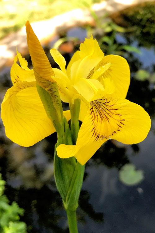  Yellow Flag Iris - 8 Pack Of 1 Gallon Pots