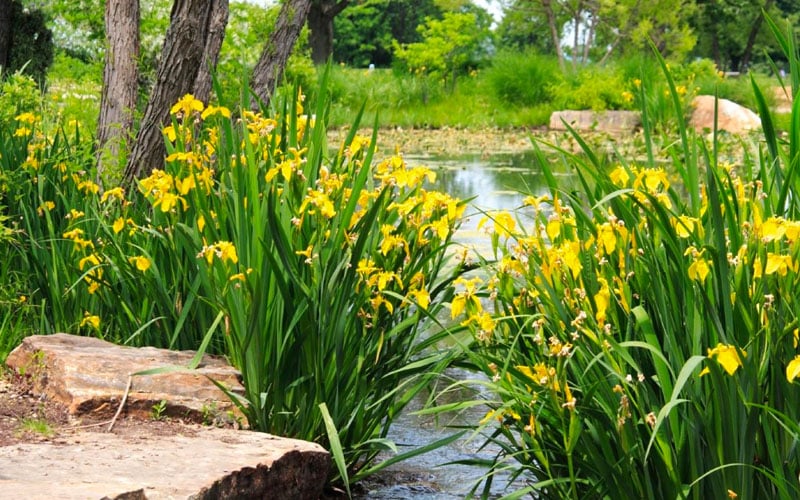  Yellow Flag Iris - 6 Pack Of 1 Gallon Pots