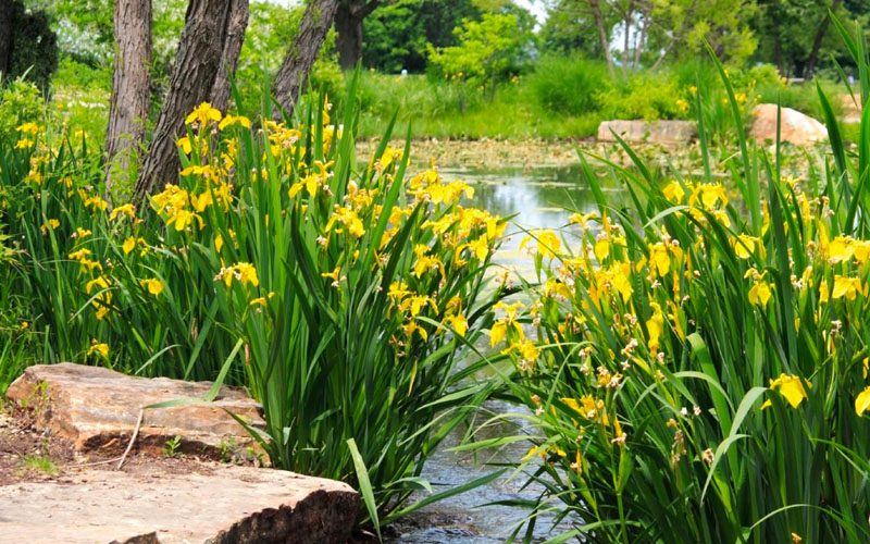  Yellow Flag Iris - 1 Gallon Pot