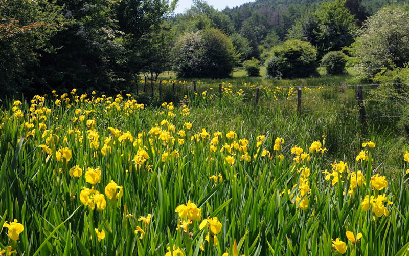  Yellow Flag Iris - 6 Pack Of 1 Gallon Pots