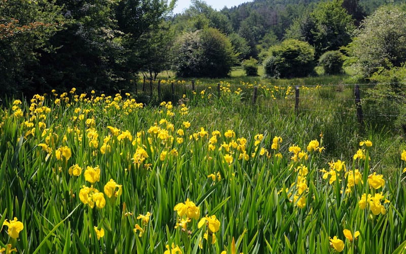  Yellow Flag Iris - 1 Gallon Pot