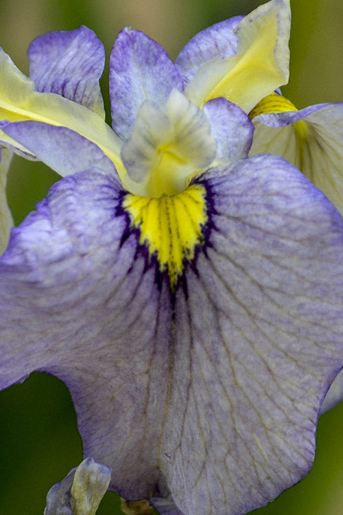  Moonlit Field Pseudata Iris - 1 Gallon Pot
