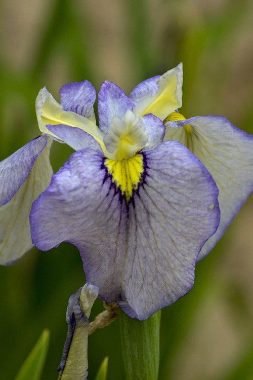  Moonlit Field Pseudata Iris - 1 Gallon Pot