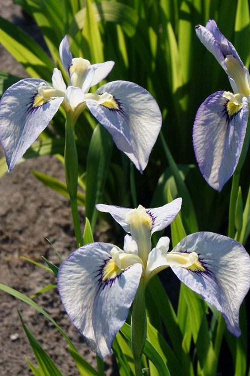  Moonlit Field Pseudata Iris - 1 Gallon Pot