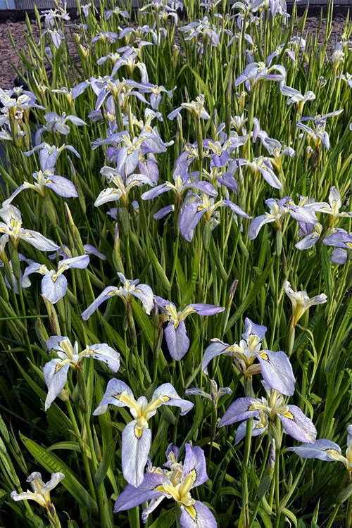  Moonlit Field Pseudata Iris - 1 Gallon Pot