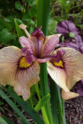  Yarai Pseudata Iris - 1 Gallon Pot