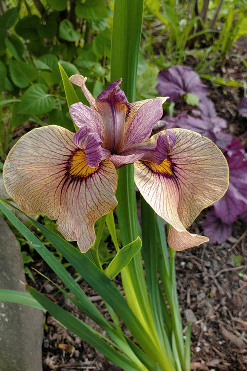 Yarai Pseudata Iris - 1 Gallon Pot