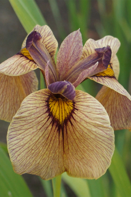  Yarai Pseudata Iris - 6 Pack Of 1 Gallon Pots