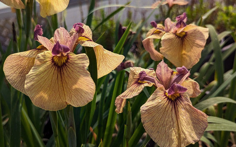  Yarai Pseudata Iris - 1 Gallon Pot