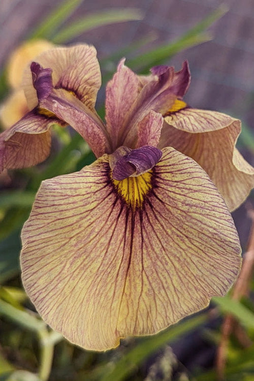  Yarai Pseudata Iris - 6 Pack Of 1 Gallon Pots
