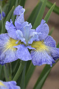  Cape Cod Boys Siberian Iris - 1 Gallon Pot