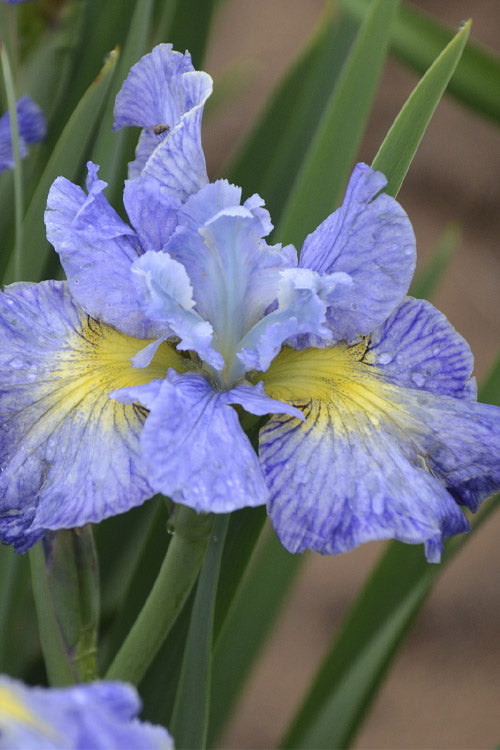  Cape Cod Boys Siberian Iris - 1 Gallon Pot
