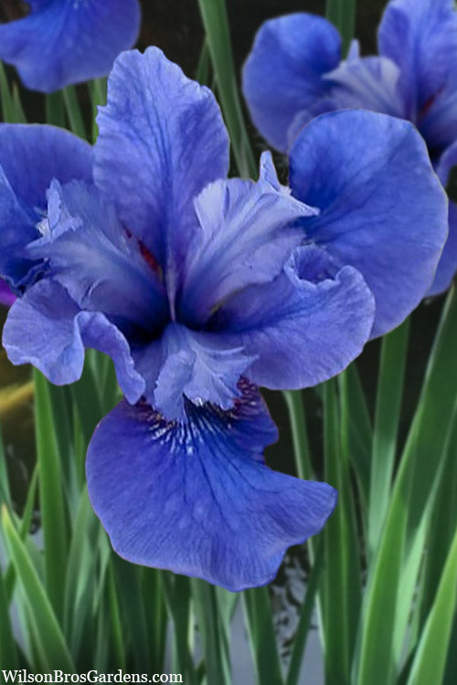  Cote D'Azur Siberian Iris - 1 Gallon Pot