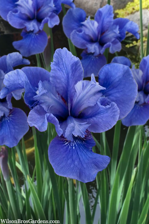  Cote D'Azur Siberian Iris - 1 Gallon Pot