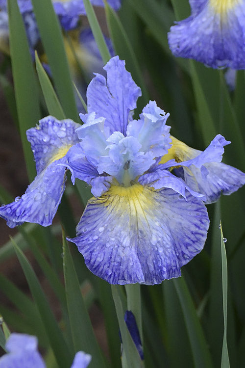  Cape Cod Boys Siberian Iris - 1 Gallon Pot