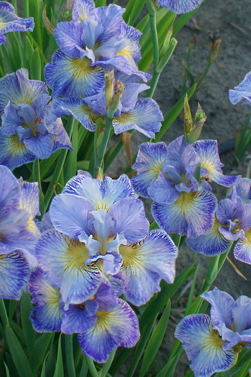  Cape Cod Boys Siberian Iris - 1 Gallon Pot
