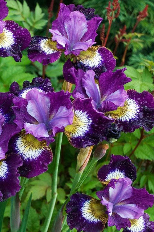  Jewelled Crown Siberian Iris - 1 Gallon Pot