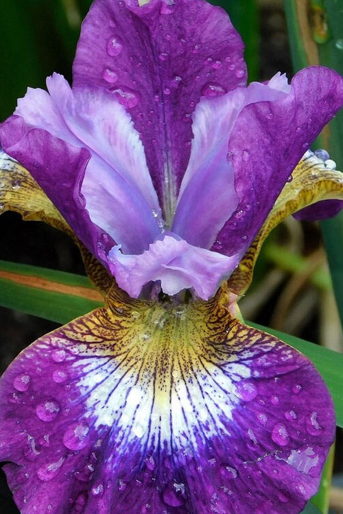  Jewelled Crown Siberian Iris - 6 Pack Of 1 Gallon Pots