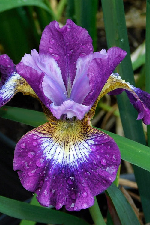  Jewelled Crown Siberian Iris - 6 Pack Of 1 Gallon Pots
