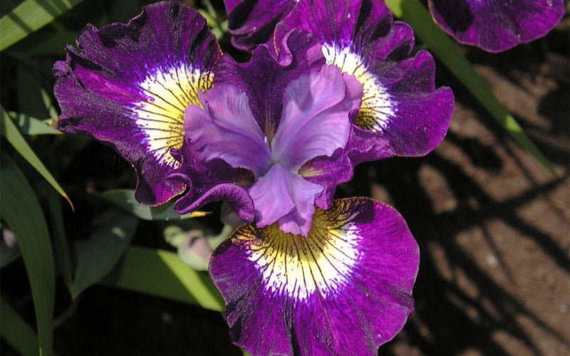  Jewelled Crown Siberian Iris - 1 Gallon Pot