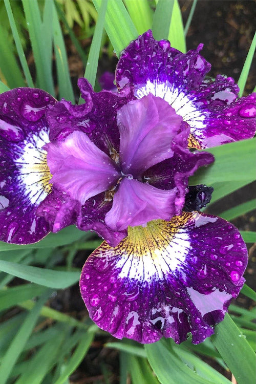  Jewelled Crown Siberian Iris - 1 Gallon Pot