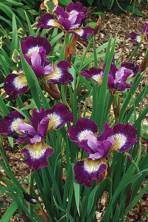  Jewelled Crown Siberian Iris - 6 Pack Of 1 Gallon Pots