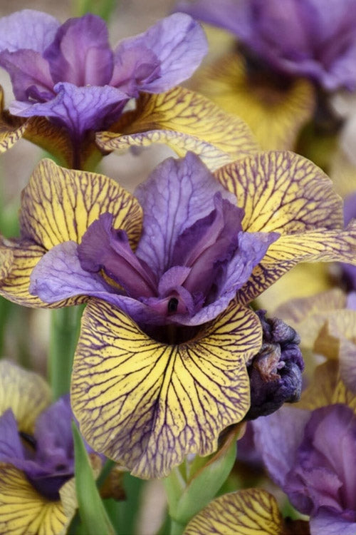  Purring Tiger Siberian Iris - 1 Gallon Pot