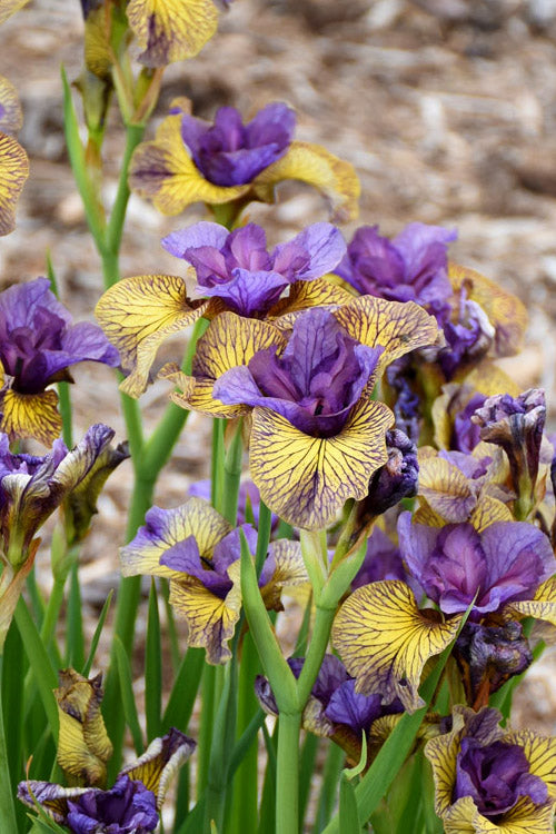  Purring Tiger Siberian Iris - 6 Pack Of 1 Gallon Pots