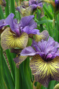  Purring Tiger Siberian Iris - 6 Pack Of 1 Gallon Pots