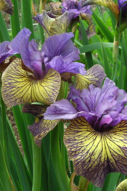  Purring Tiger Siberian Iris - 1 Gallon Pot