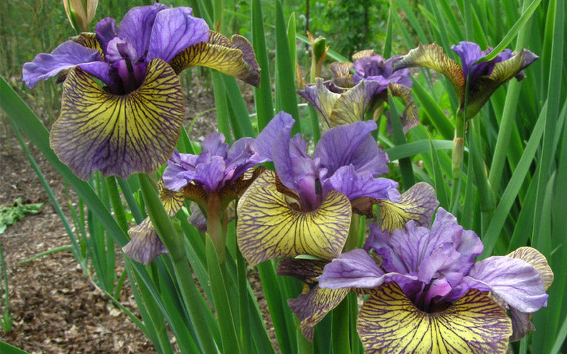  Purring Tiger Siberian Iris - 6 Pack Of 1 Gallon Pots