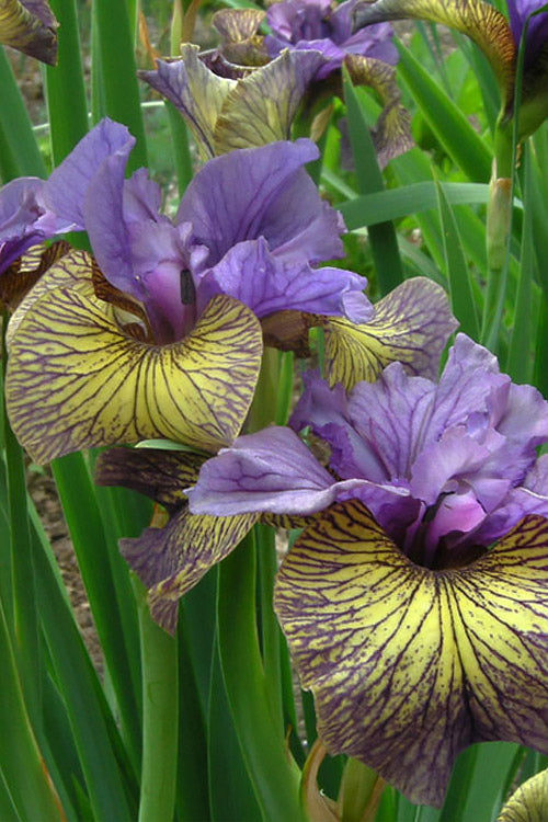  Purring Tiger Siberian Iris - 6 Pack Of 1 Gallon Pots
