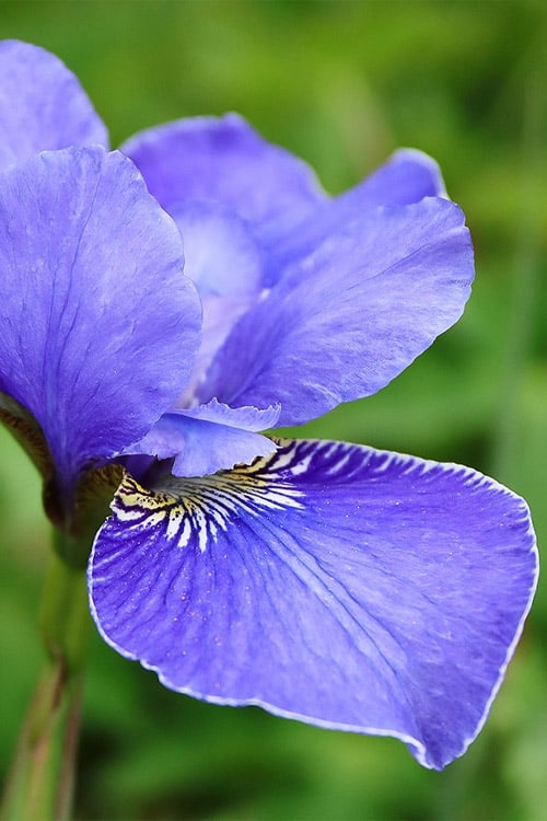  Silver Edge Siberian Iris - 1 Gallon Pot
