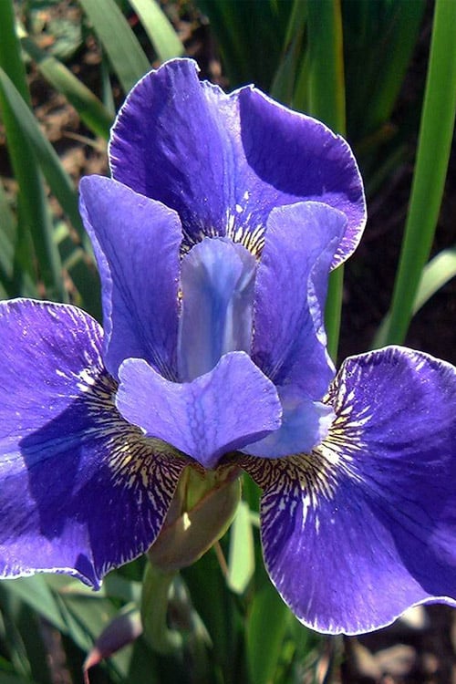  Silver Edge Siberian Iris - 1 Gallon Pot