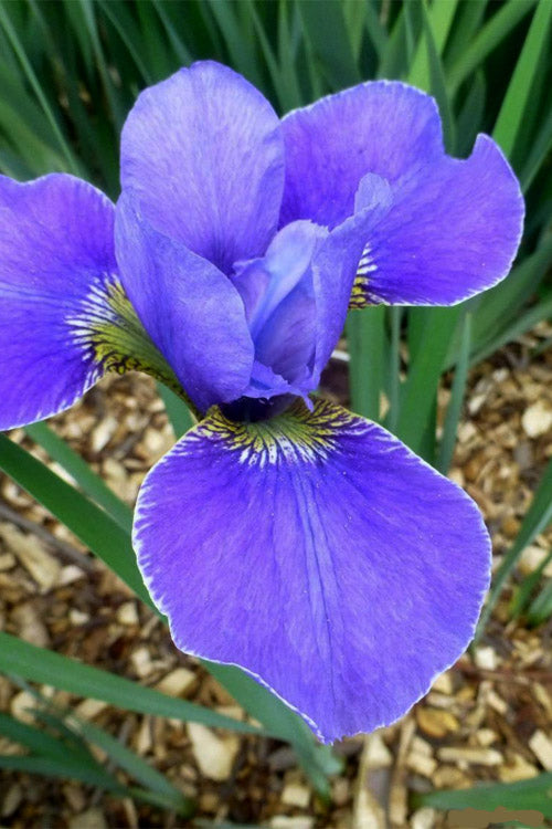  Silver Edge Siberian Iris - 1 Gallon Pot