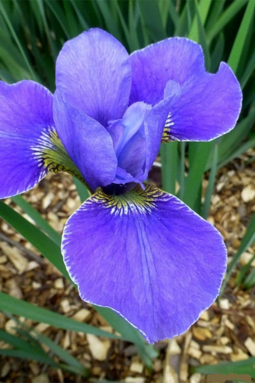  Silver Edge Siberian Iris - 1 Gallon Pot