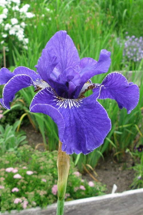  Silver Edge Siberian Iris - 1 Gallon Pot