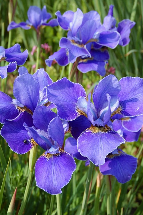  Silver Edge Siberian Iris - 1 Gallon Pot