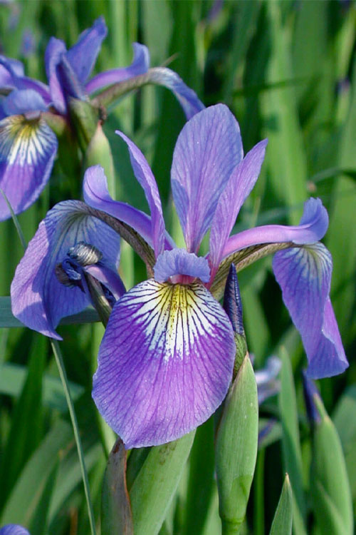  Blue Flag Iris (Iris Versicolor) - 1 Gallon Pot
