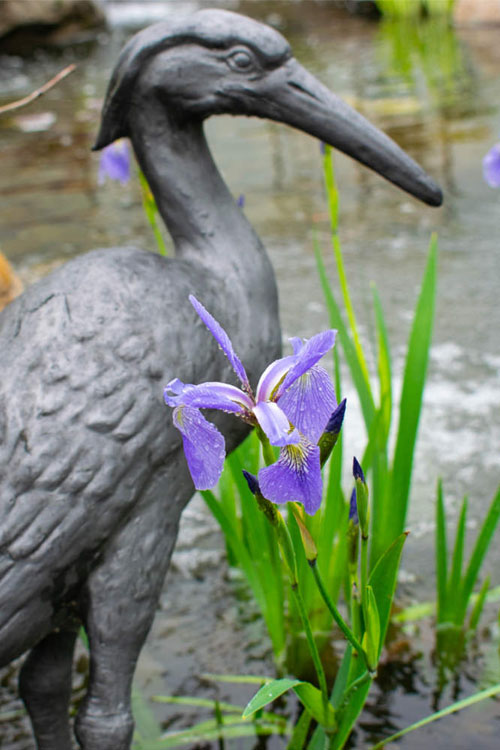  Blue Flag Iris (Iris Versicolor) - 8 Pack Of 1 Gallon Pots