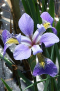  Blue Flag Iris (Iris Versicolor) - 1 Gallon Pot