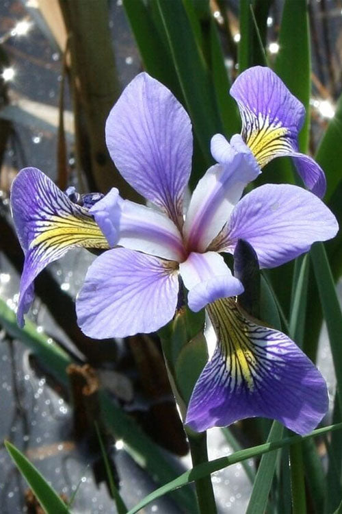  Blue Flag Iris (Iris Versicolor) - 6 Pack Of 1 Gallon Pots