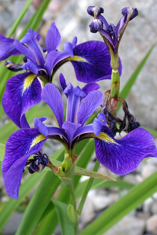  Harlequin Blue Flag Iris (Iris Versicolor) - 1 Gallon Pot
