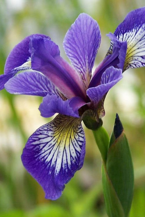  Blue Flag Iris (Iris Versicolor) - 6 Pack Of 1 Gallon Pots