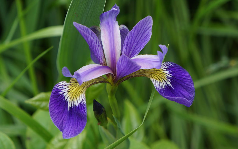  Blue Flag Iris (Iris Versicolor) - 6 Pack Of 1 Gallon Pots