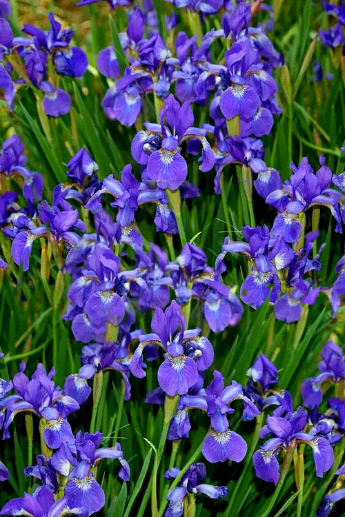  Harlequin Blue Flag Iris (Iris Versicolor) - 1 Gallon Pot