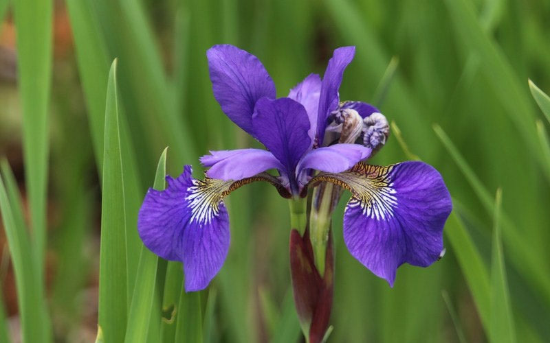  Harlequin Blue Flag Iris (Iris Versicolor) - 1 Gallon Pot