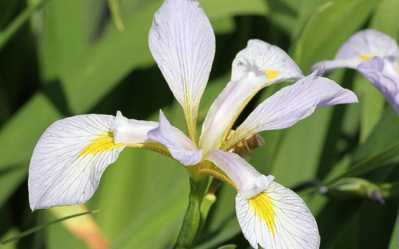  White Southern Flag Iris - 1 Gallon Pot