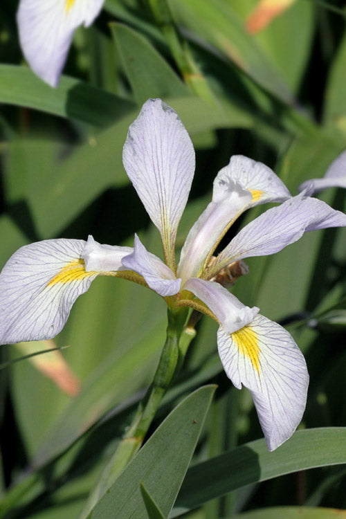  White Southern Flag Iris - 1 Gallon Pot
