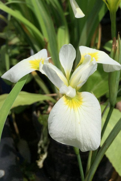  White Southern Flag Iris - 1 Gallon Pot